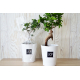 Bonsaï publicitaire pot personnalisable - Ficus Ginseng