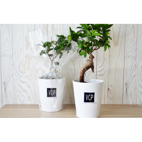 Bonsaï publicitaire pot personnalisable - Ficus Ginseng