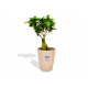 Bonsaï publicitaire pot personnalisable - Ficus Ginseng