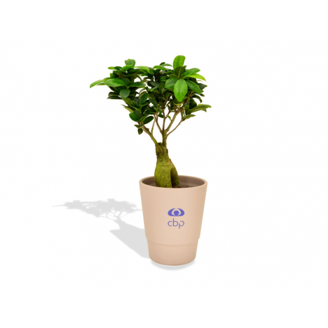 Bonsaï publicitaire pot personnalisable - Ficus Ginseng